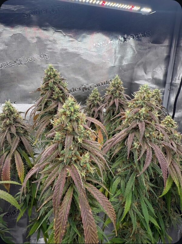Karma Diesel x Devil Driver - Image 2