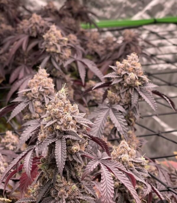 Lemon Cherry Gelato - Image 3