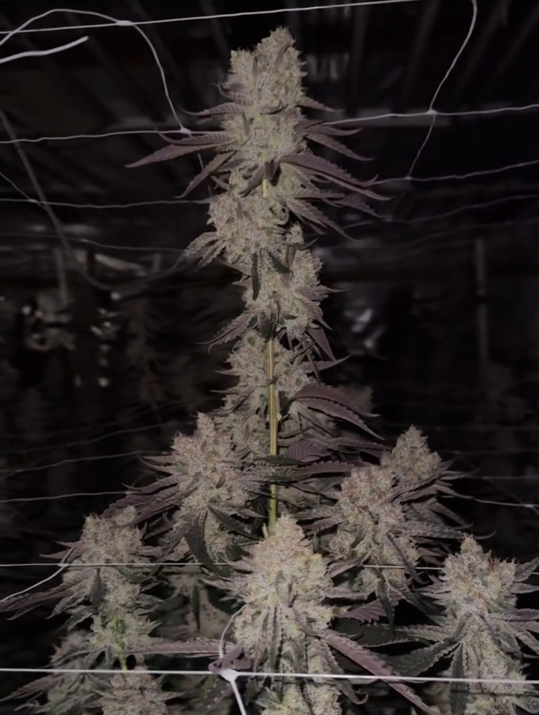 Lemon Slam Bucket Hat PROMO | Tiki Seeds